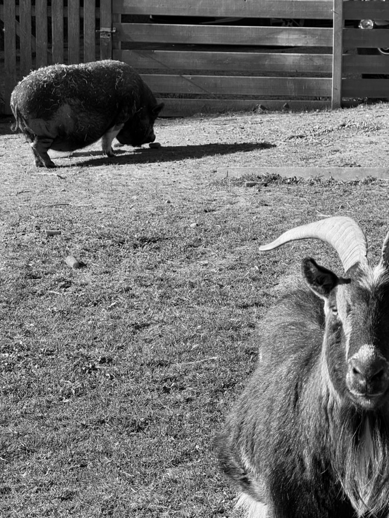 On the farm